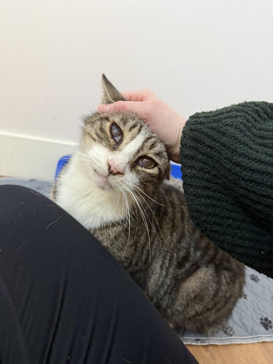 we need to place an order for litter, prescription foods and some meds on Chewy but our gift card balance has run dry.

would anyone like to help by sending us a Chewy gift card? 🤞🏼 these freeloaders say thank you!! 

tr.ee/9ciKkYa8be