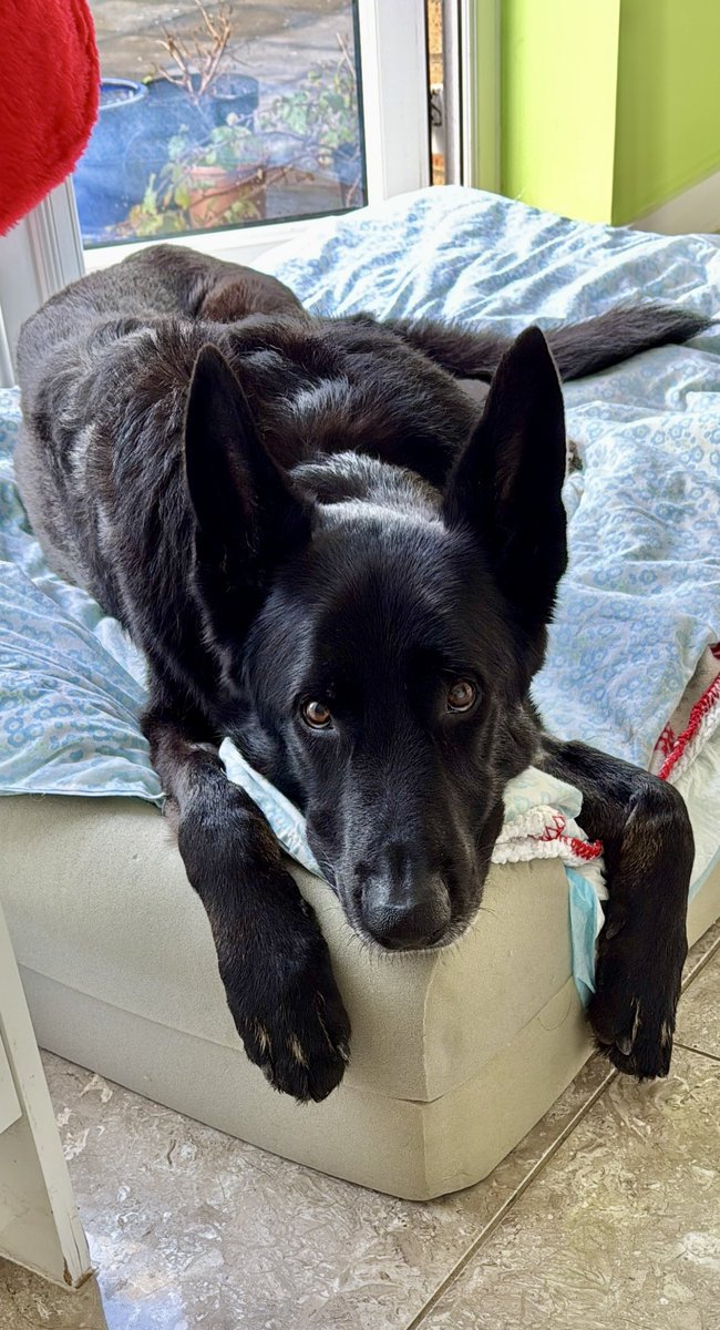 The_NFRSA's tweet photo. Work continues:

RPD Ozzie from @DC_Police who worked with @DevonPoliceDogs has had some major health issues, including a nasty reaction to his yearly boosters, which is rare but can happen.

Poor Ozzie has been through the mill, but with careful management, it looks like he is on the road to mending. 

We have been delighted to award two grants so far, totalling £2,692 to help get him fit again. 

Thank you all so much for your support - we couldn’t do it with you. 

https://t.co/gvUYQ0Z43S