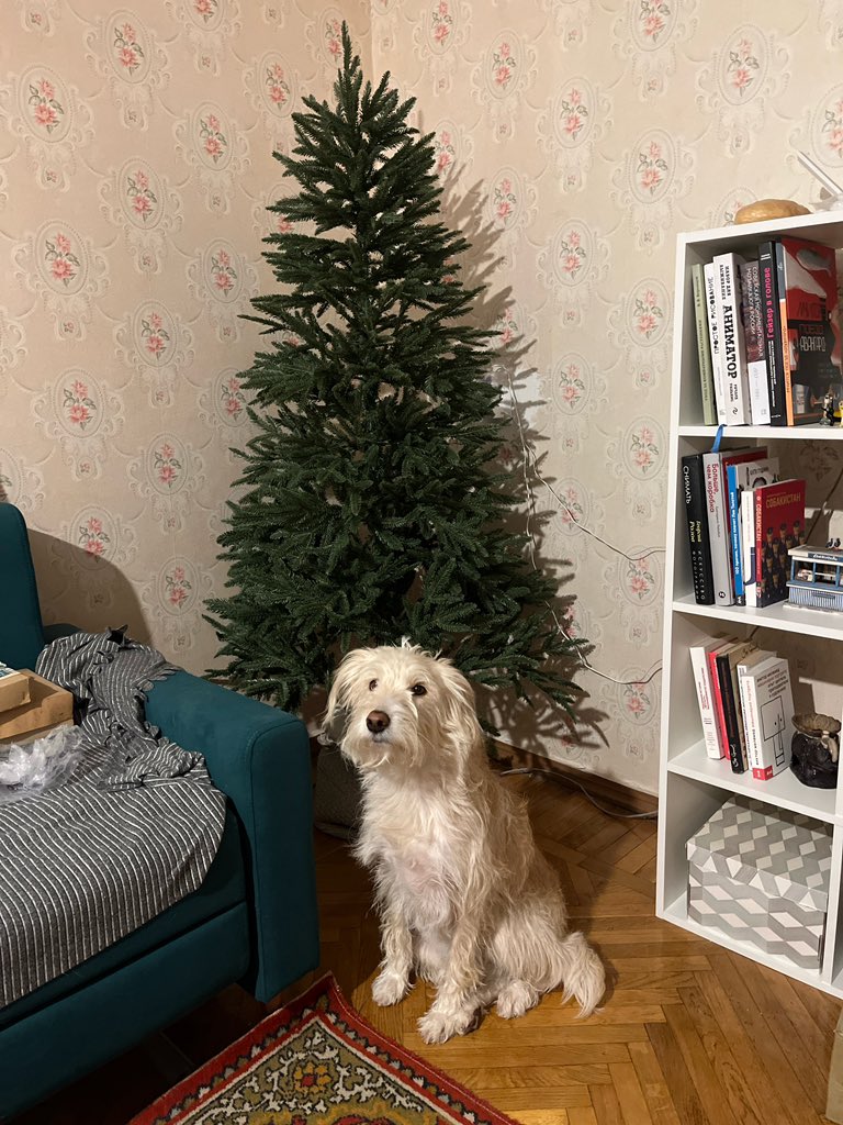 Ура! Наша елка пришла!