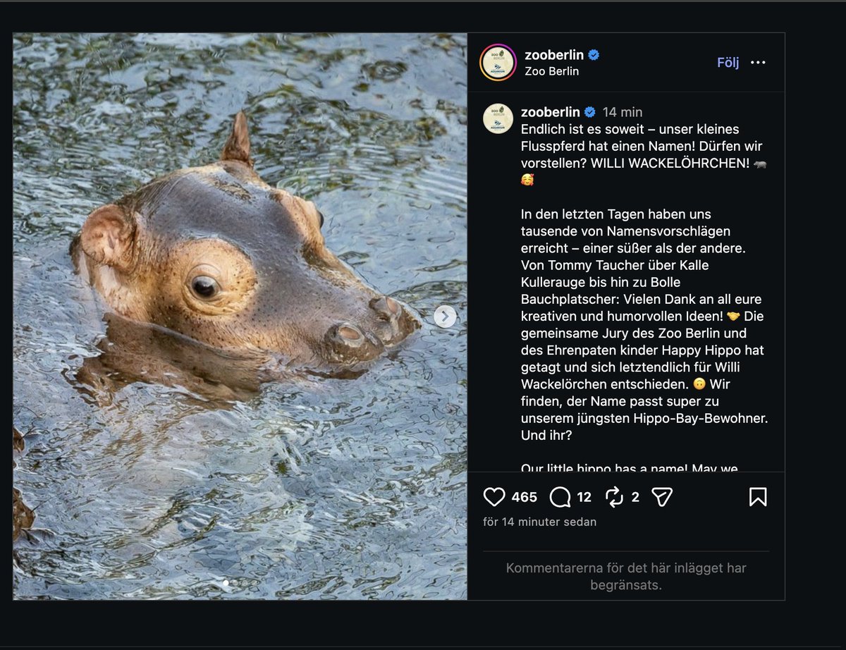 This is a giant sleeper hiding in plain sight.

$Willi is one of those coins that can candle to $1M in a heartbeat.

Newborn hippo narrative, lost his twin at birth, and the entire world was waiting for him to be named.

Real story. Real emotion. Real lore.

<a href="/ganjathang/">g</a> is doing