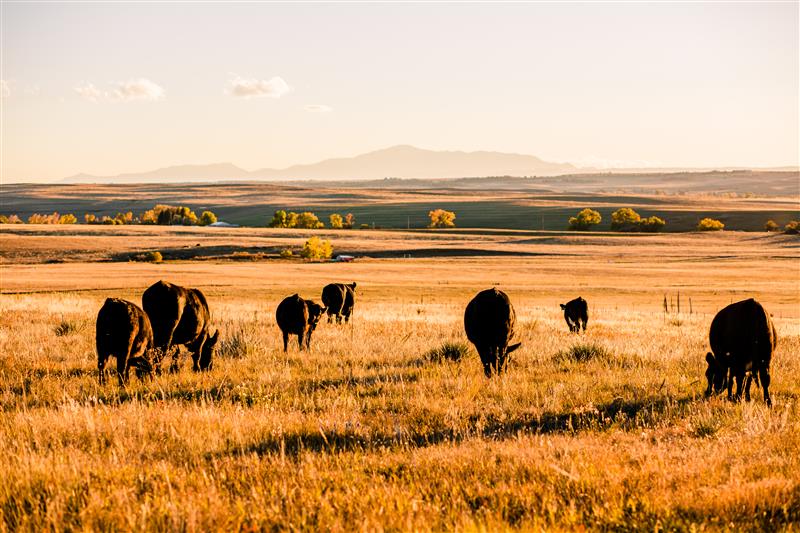 NASEM Climate tweet media