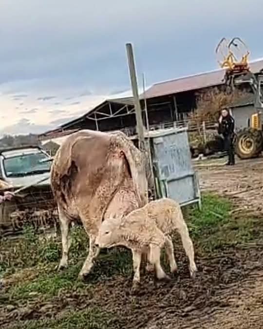 leGeneral_off's tweet image. 🔴 ALERTE INFO Une bonne nouvelle concernant la ferme de Benque (31)
Ce mardi les tests sont négatifs: le troupeau ne sera pas abattu.
Le petit veau né hier a été nommé ESPOIR par l'agriculteur, et pourra grandir auprès de sa maman pr le moment!
Merci aux agriculteurs mobilisés👏