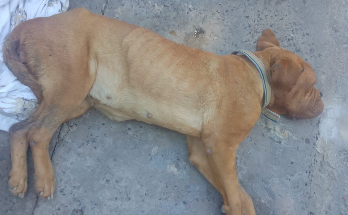 Ayuda 🆘 tirada sin poder moverse!
Le sangra la vulva y no come.
Necesito cubrir el traslado $70 y gastos veterinarios!
Por favor no la dejen sola 
📌Alias misuperamigofielok 
Banco Santander 
📌Alias misuperamigofiel
Mercado pago 
Brenda Ayelen Medina