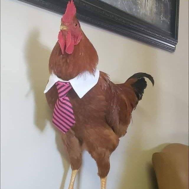 Doodle-Doo CHICKEN OMGGGG 🐔🐔