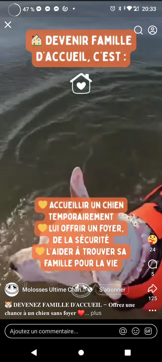 20320Vero's tweet photo. Recherche familles d'accueil dans le Nord Pas de Calais ⚠️🚨⚠️ Accueillez un loulou temporairement qui attend désespérément sa famille derrière les barreaux d'un box 💔 😥 L'asso prend en charge ; nourriture et frais de veto ⚠️
Molosse Ultime Chance https://t.co/bBlfcaAFwP https://t.co/wjckY0mZLa