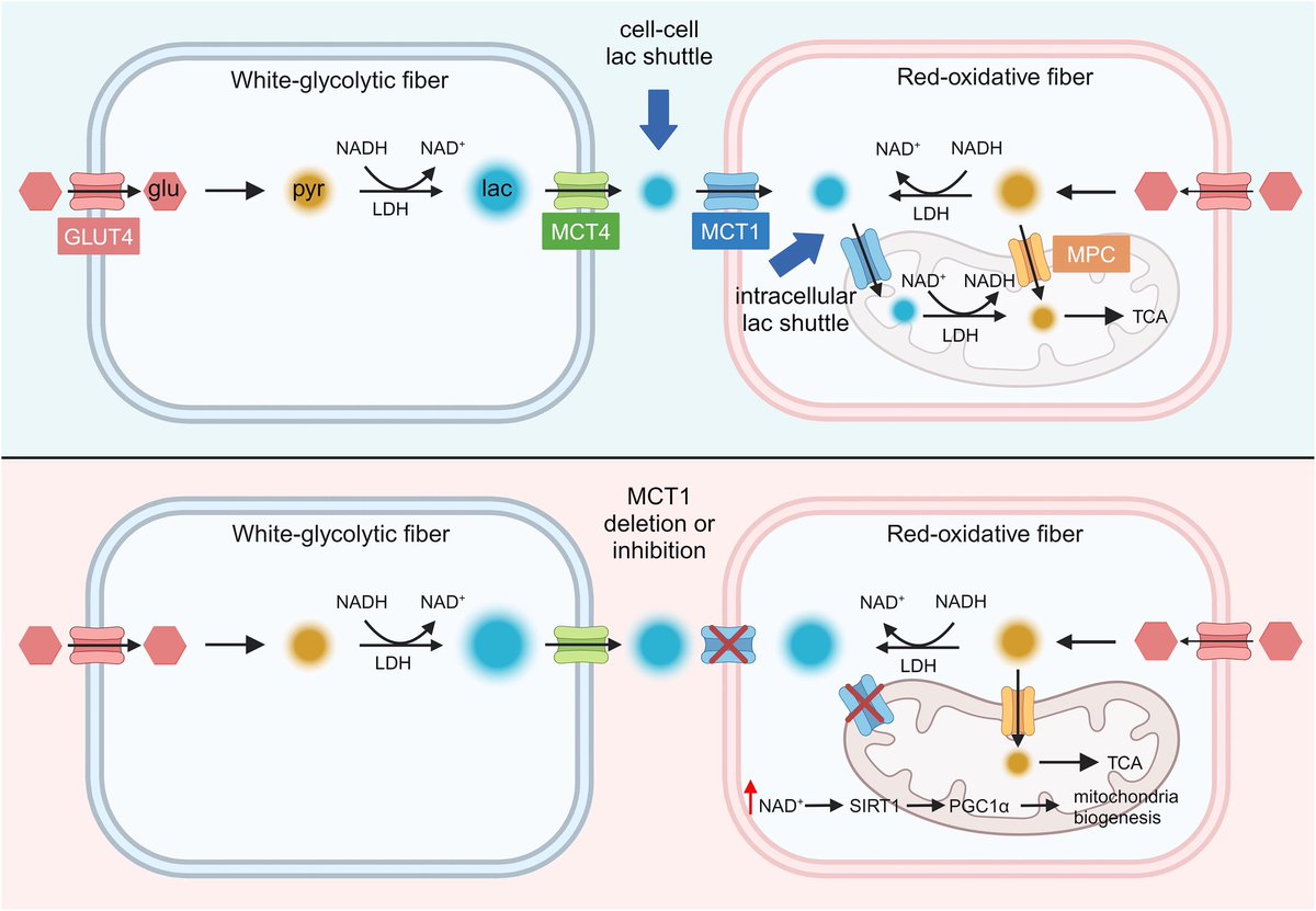 Aitor Viribay tweet media