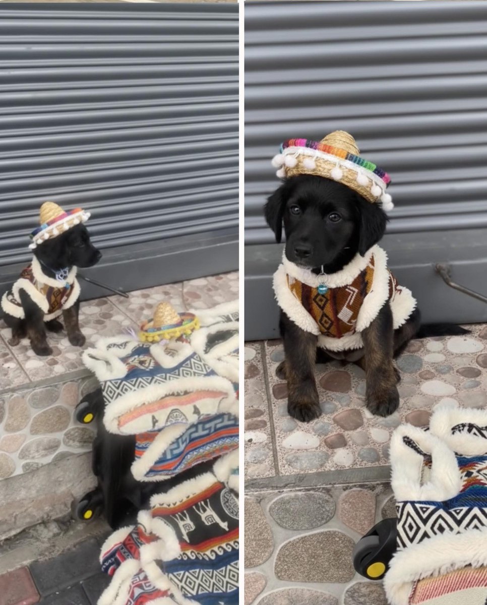 DiloConPerritos's tweet image. Te quiero mucho, perrito que vende ponchos y sombreros para otros perritos 🥺