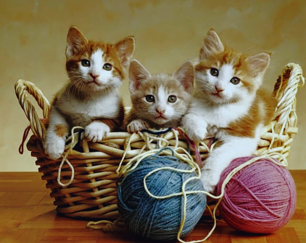 EISzX8OZtHNbF6O おはようございます 榎本様 可愛い猫ちゃんの画像