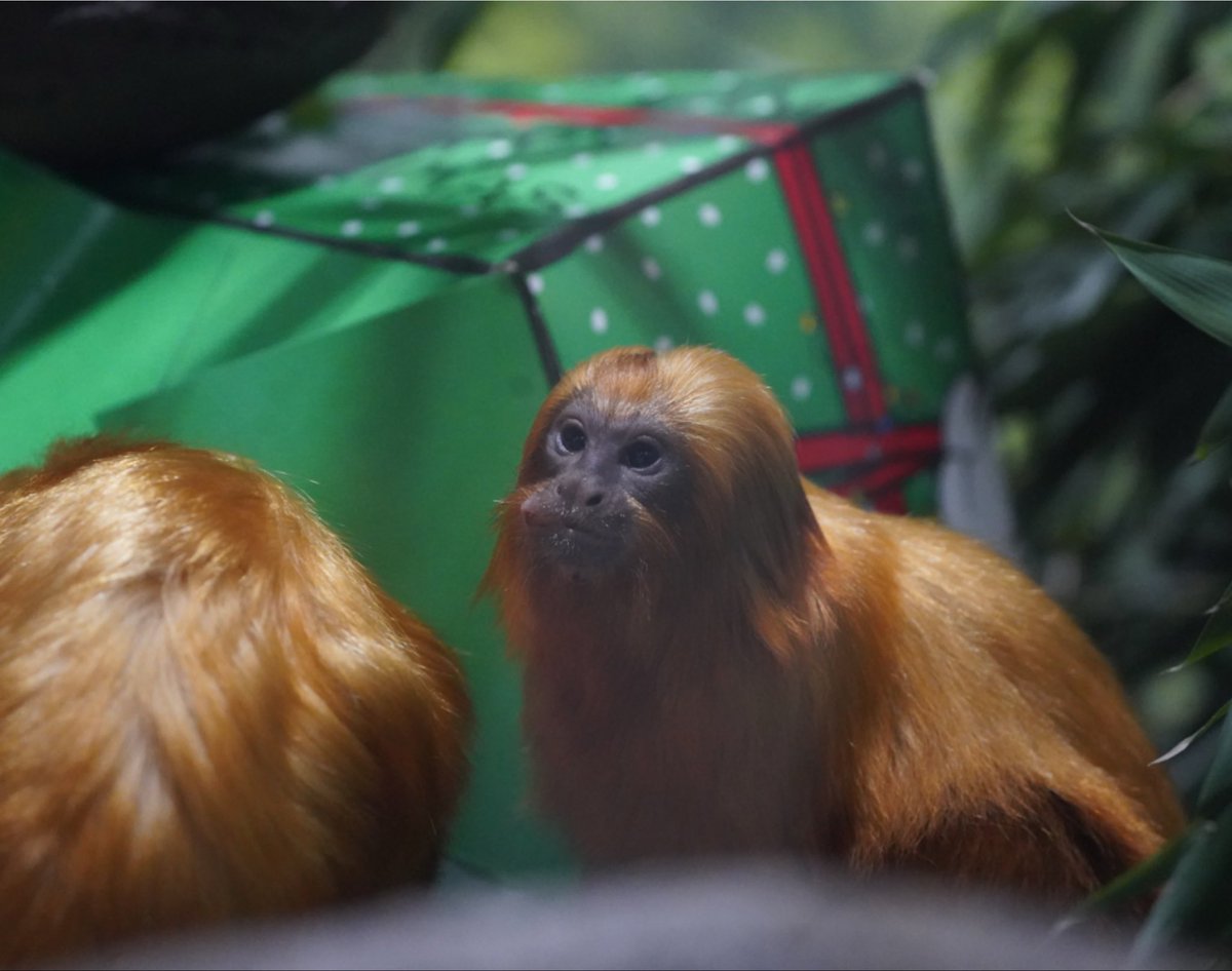 Topeka Zoo tweet media