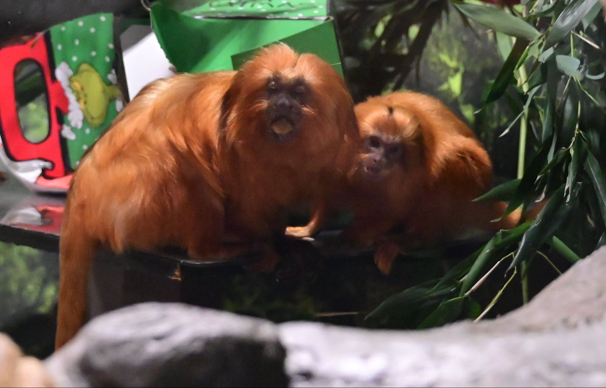 Topeka Zoo tweet media