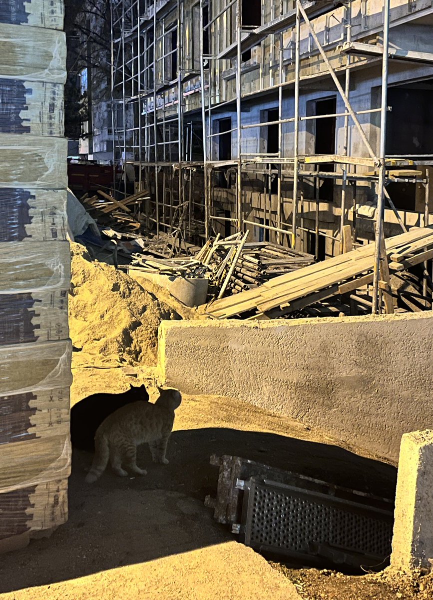 paralel evrende kedikolar