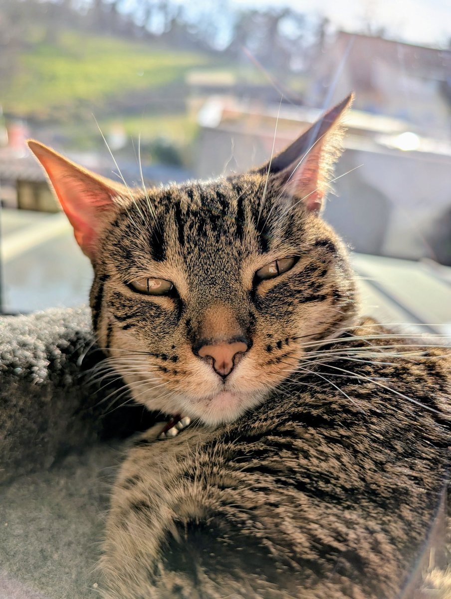 Que las apariencias no engañen: esta atorranta se agarró a trompadas con un gato vecino en la calle, y luego corrió hacia el prado que se ve de fondo en la foto como si la persiguiera Satanás; el que la perseguía era yo 🤦🏻‍♂️
Nos acabamos de mudar y ya está reclamando territorio 🐯