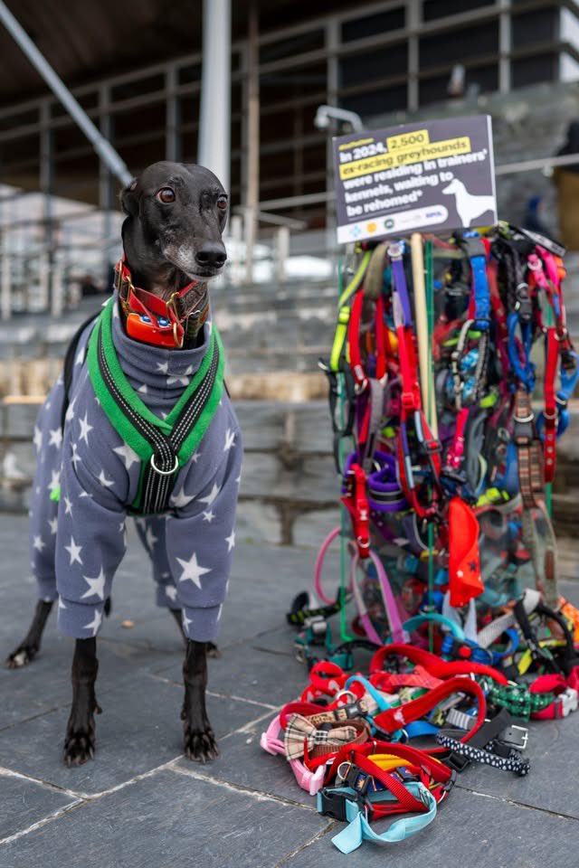 Tonight Senedd members have overwhelmingly voted in favour of the ban on greyhound racing in Wales as the Prohibition of Greyhound Racing (Wales) Bill proceeds to the next stage. Thank you to all the members who have supported the ban &amp; those that spoke tonight 😊🐾 #CutTheChase