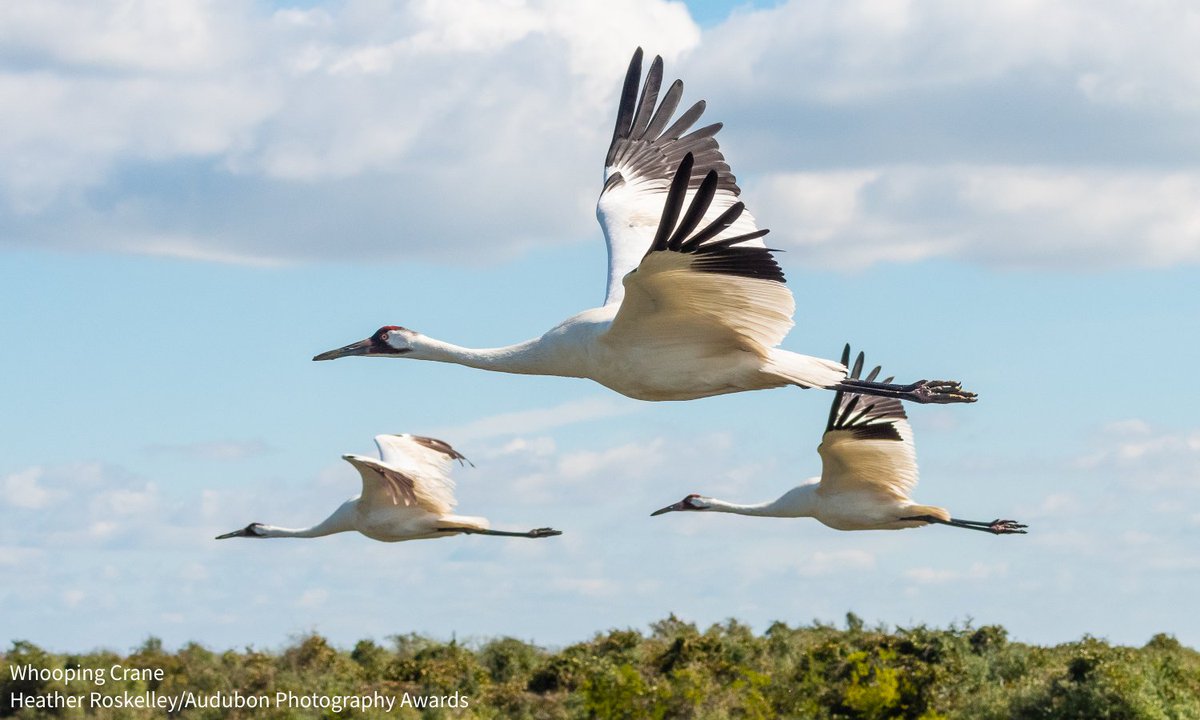 ACT NOW: Whooping Cranes, California Condors, &amp; nearly 100 other endangered &amp; threatened bird species directly benefit from the Endangered Species Act. Urge the <a href="/USFWS/">U.S. Fish and Wildlife Service</a> to reject proposed changes to its rules that would weaken this crucial safety net for birds: