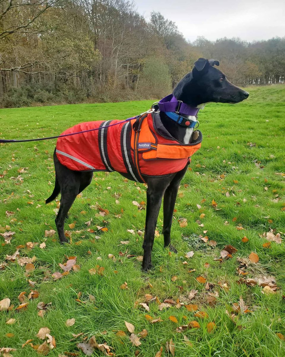 Daithi is a gorgeous lad who needs a second chance. He is around 4 years old &amp; an easygoing, gentle soul who gets on brilliantly with every dog. He could live with a medium / larger dog or an only dog &amp; he’d adapt well to life in a city, town or the countryside #rehomehour