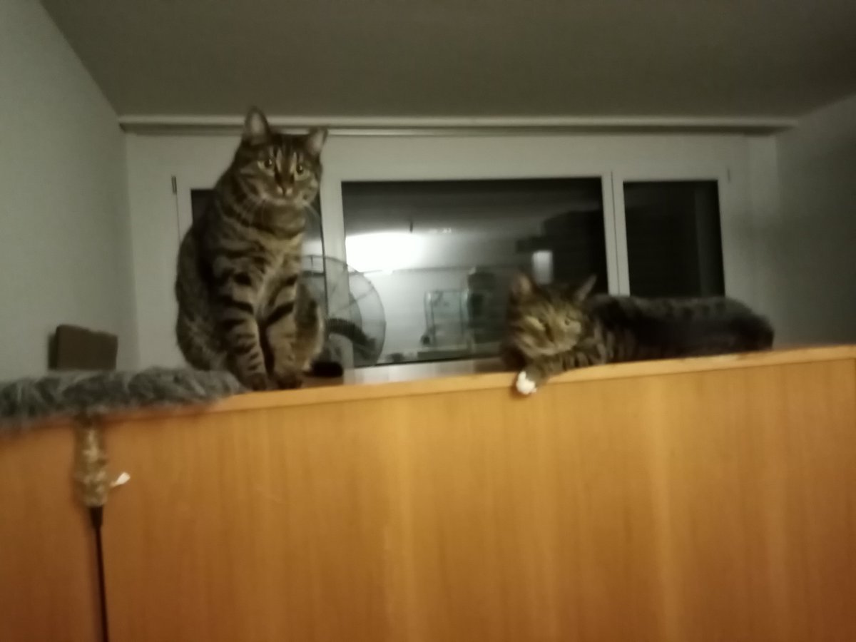 ..... wir sind schon in bereitschaft zur einschlafbegleitung beim alten zattelbartli.....