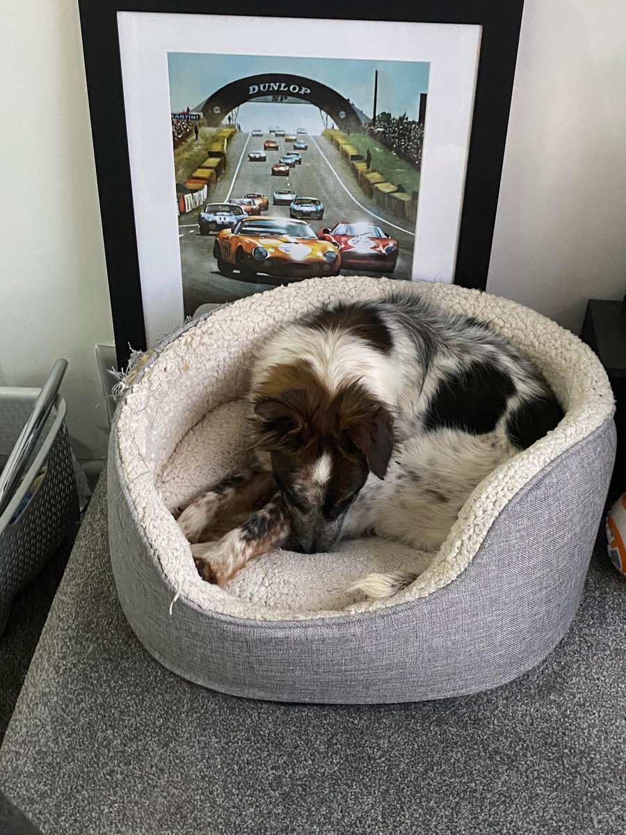 Paws2RescueUK tweet media