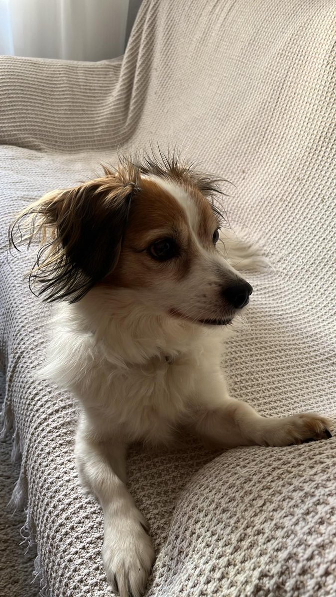 #MADRID
Es Navidad, y para este chuchín de 9 años y 10 Kg, su futuro es muy triste!!

Su humana está muy enferma y él, además de quedarse sin su cariño... va a la perrera!!

Es un perrito muy dulce,  bueno y educado.

Buscamos una casa urgente, ya que solo tenemos tiempo hasta el