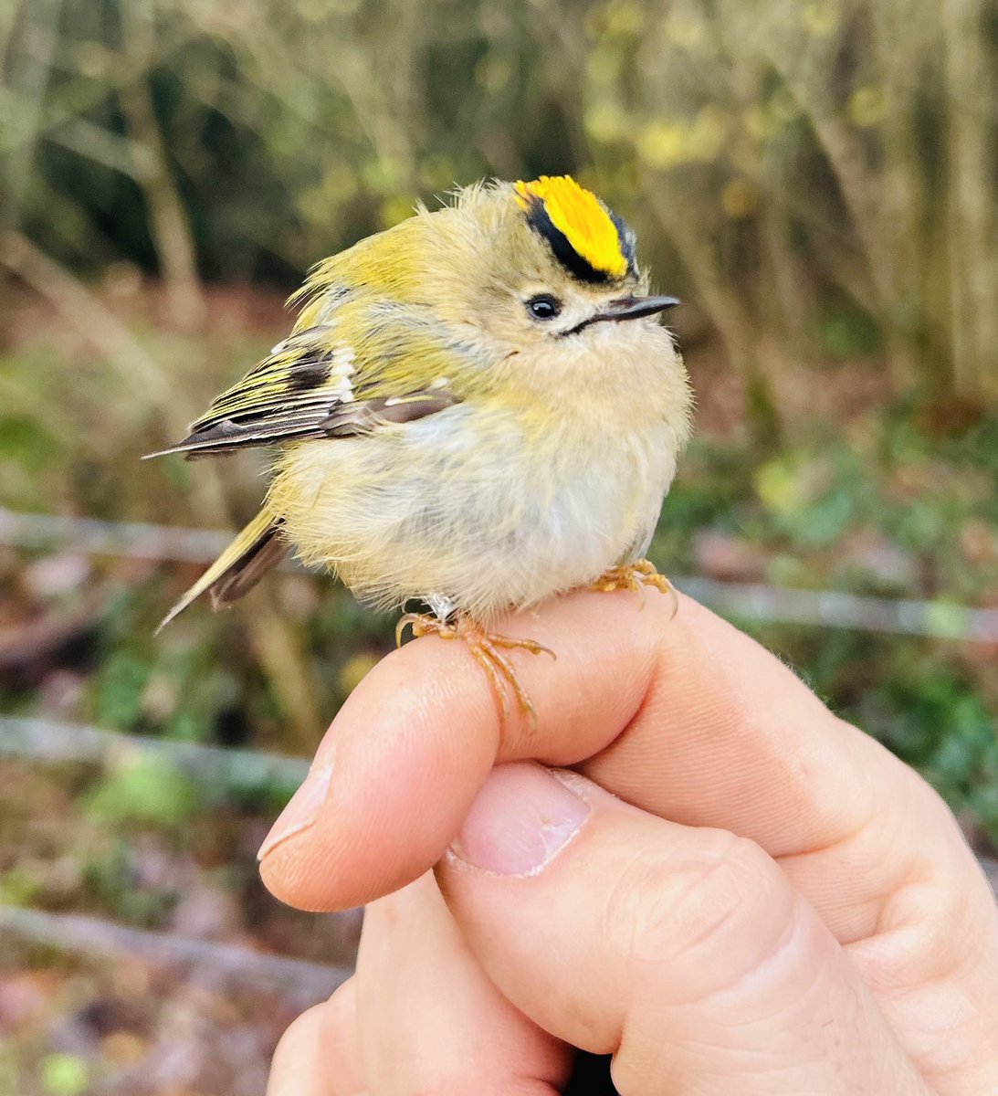 Meet the Goldcrest
Britain’s smallest bird !
Barely bigger than a ping-pong ball, a goldcrest measures just 8–9 cm long and weighs less than 7 grams (about the weight of a 20p). Despite their tiny size, they’re full of energy, flitting constantly through trees and shrubs .