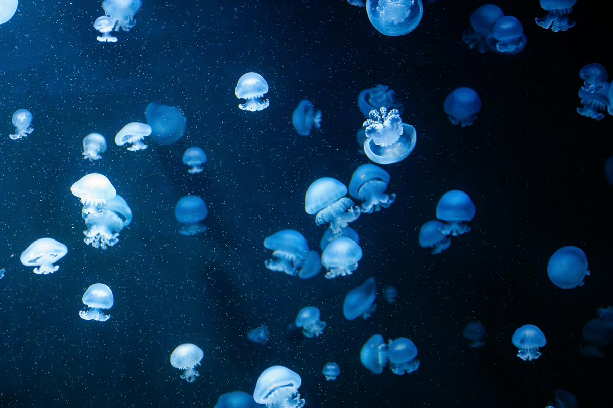 gardenofcolours's tweet image. 