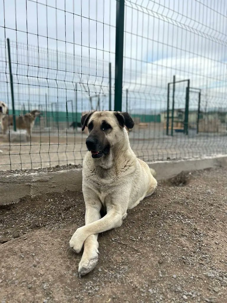 🐾 Bobby has a little favour to ask…

We need to grow our follower family so our animal welfare messages can reach more people who care.

Share this post &amp; tag a friend 🤍
Bobby will be very grateful &amp; she’ll follow back!

#AnimalWelfare #BeTheirVoice