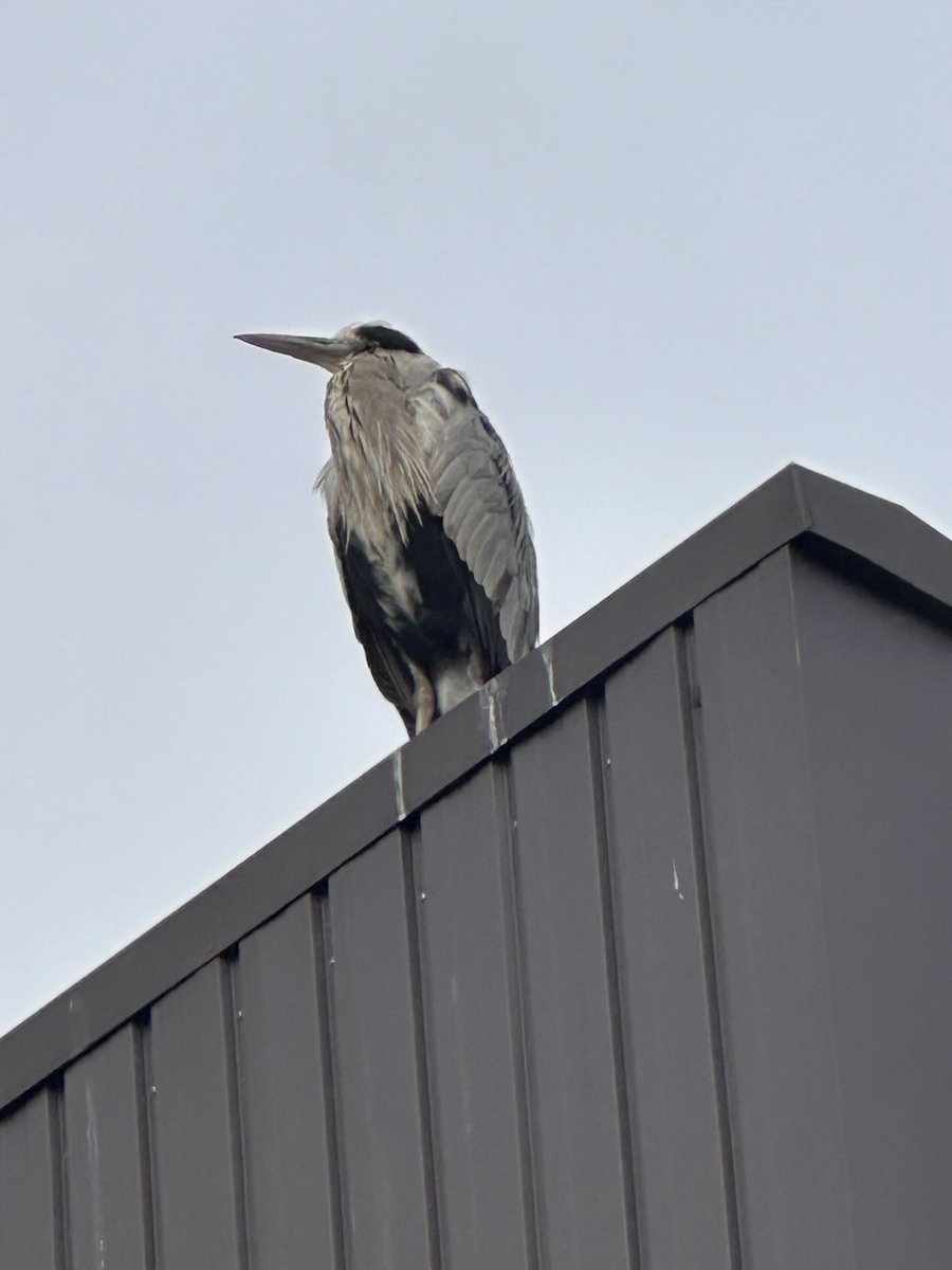 lp500_s's tweet image. 皆さんおはようございます😊
#iPhone14pro