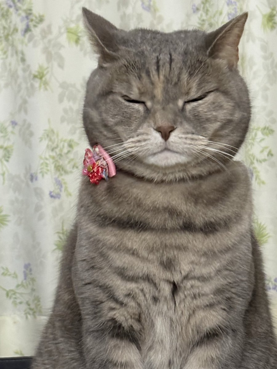 SAKUちゃん (@SakuraYnkk1) / Posts / X