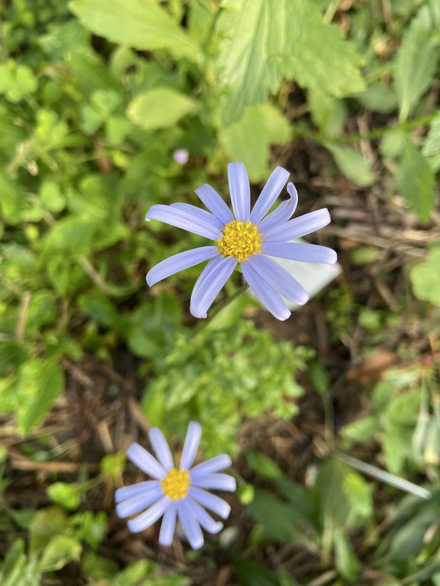 E3%82%A2%E3%82%BA%E3%83%BC%E3%83%AB%E3%83%96%E3%83%AB%E3%83%BC