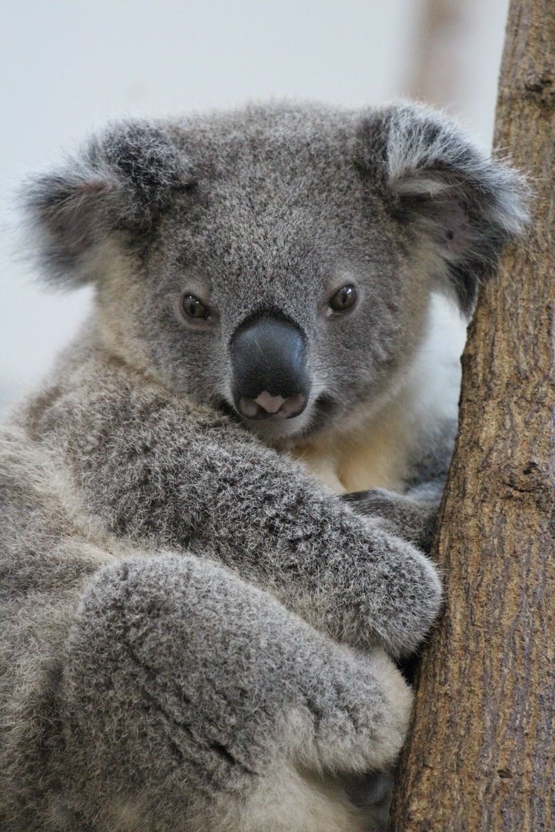 koala_totoi (@koala_totoi) / Posts / X