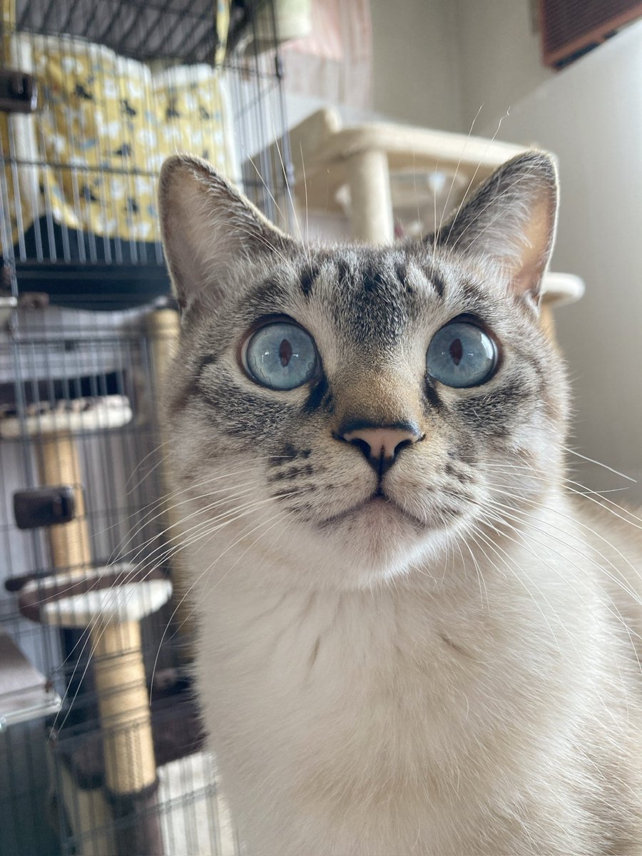 そら🐾 (@_sora0613_) / Posts / X