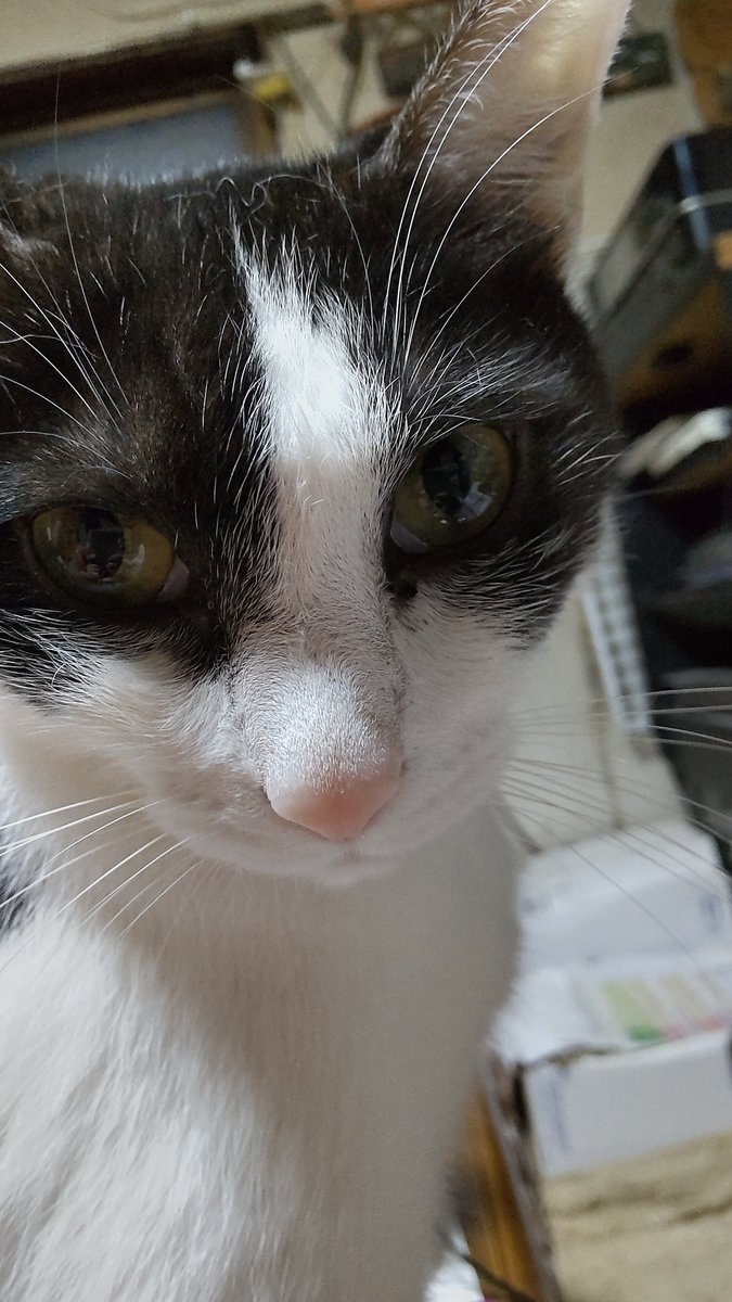 ネコママ (@eNbWRXnRWpo6nrN) / Posts / X