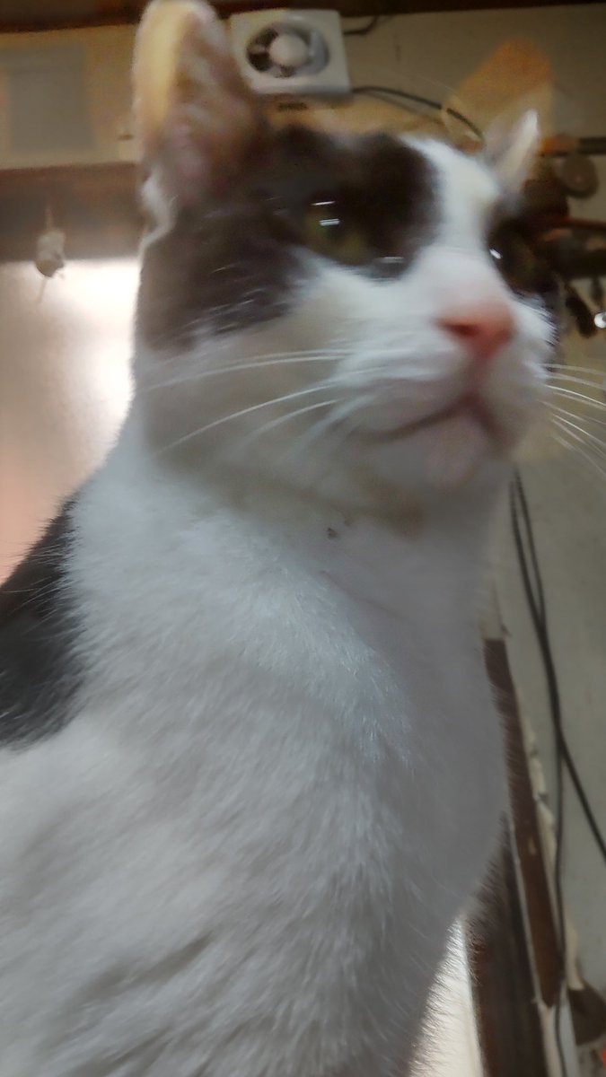 ネコママ (@eNbWRXnRWpo6nrN) / Posts / X