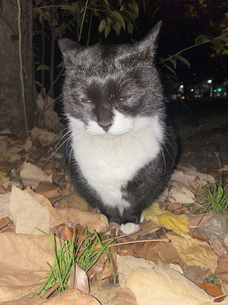 にゃん太郎 (@nyannyan__taro) / Posts / X