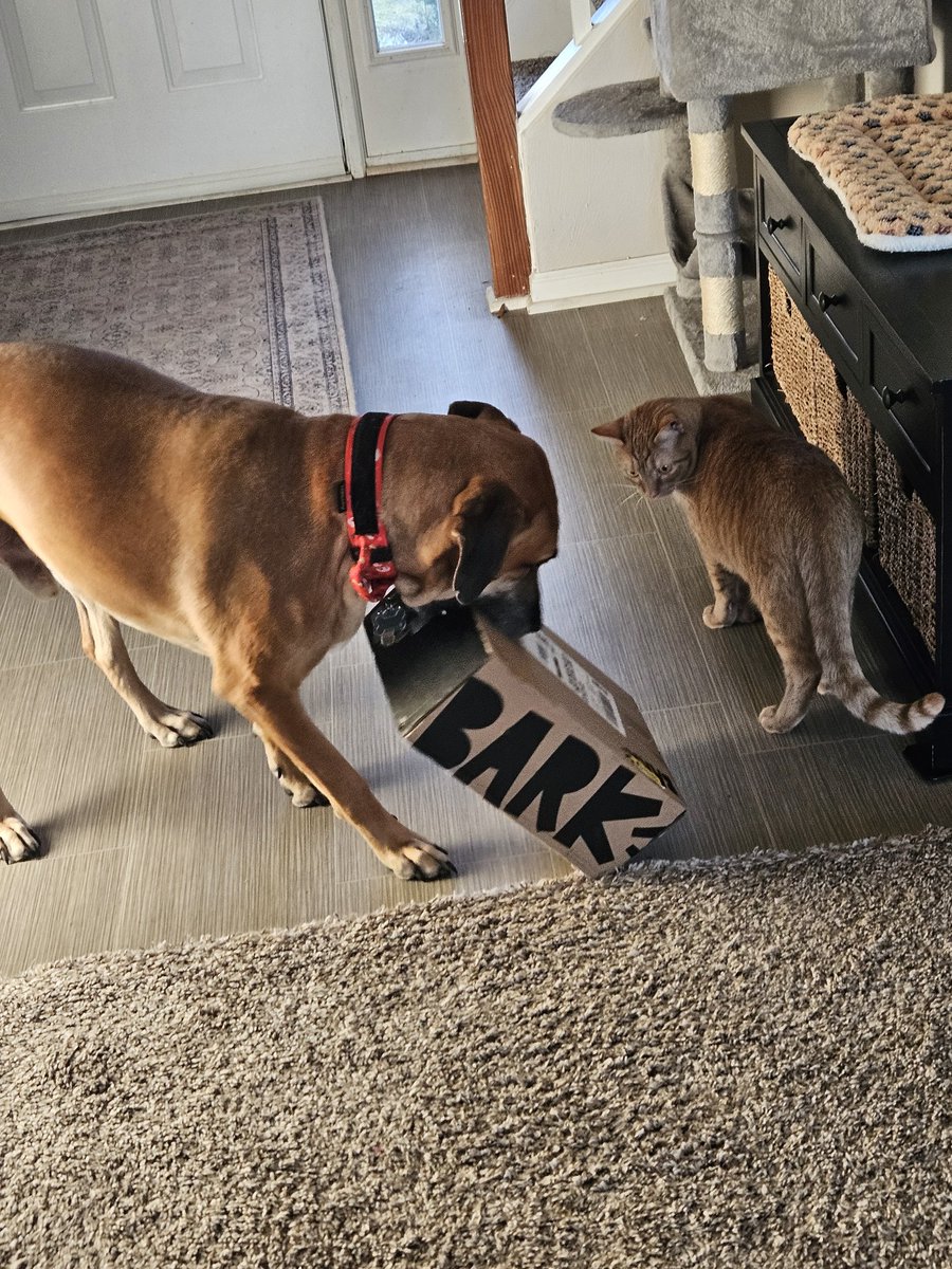 just4jax72's tweet photo. Ummmm...Austin is more than excited that it's #BarkBoxDay @barkbox https://t.co/ojXNpvpBHk