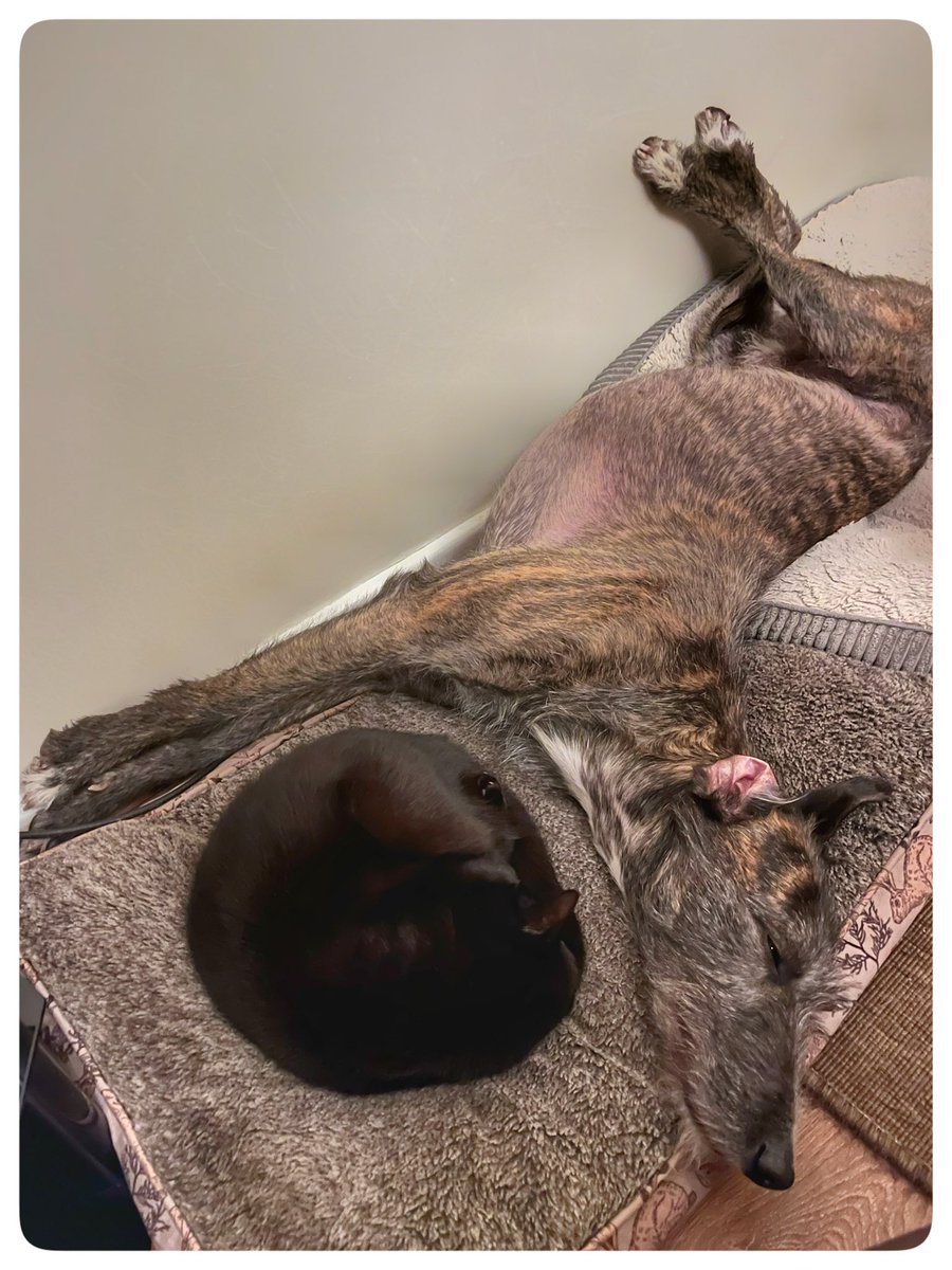 Flying Pig 🚁 tweet media