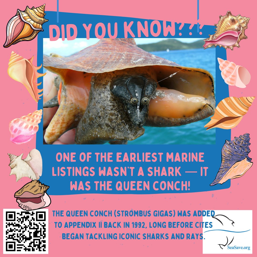 Sea Save Foundation tweet media