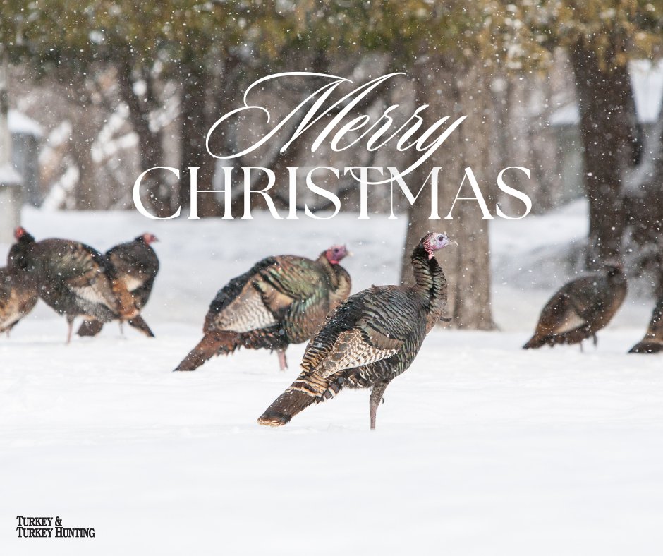 Turkey & Turkey Hunting tweet media