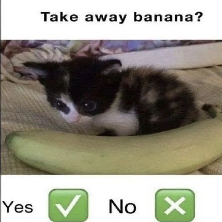 Punch Cat (@punchingcat) on Twitter photo 