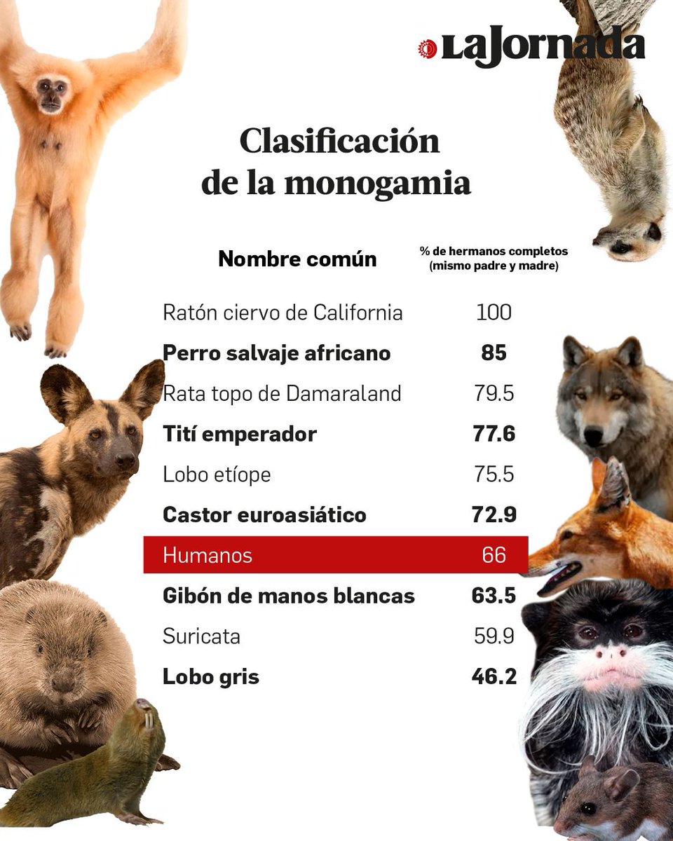 #PorSiNoLoViste | Un estudio de la Universidad de Cambridge, publicado en Proceedings of the Royal Society: Biological Sciences, utilizó un nuevo enfoque genético para medir la monogamia en mamíferos. 

Los humanos se sitúan con una tasa de hermanos completos del 66%, un nivel de