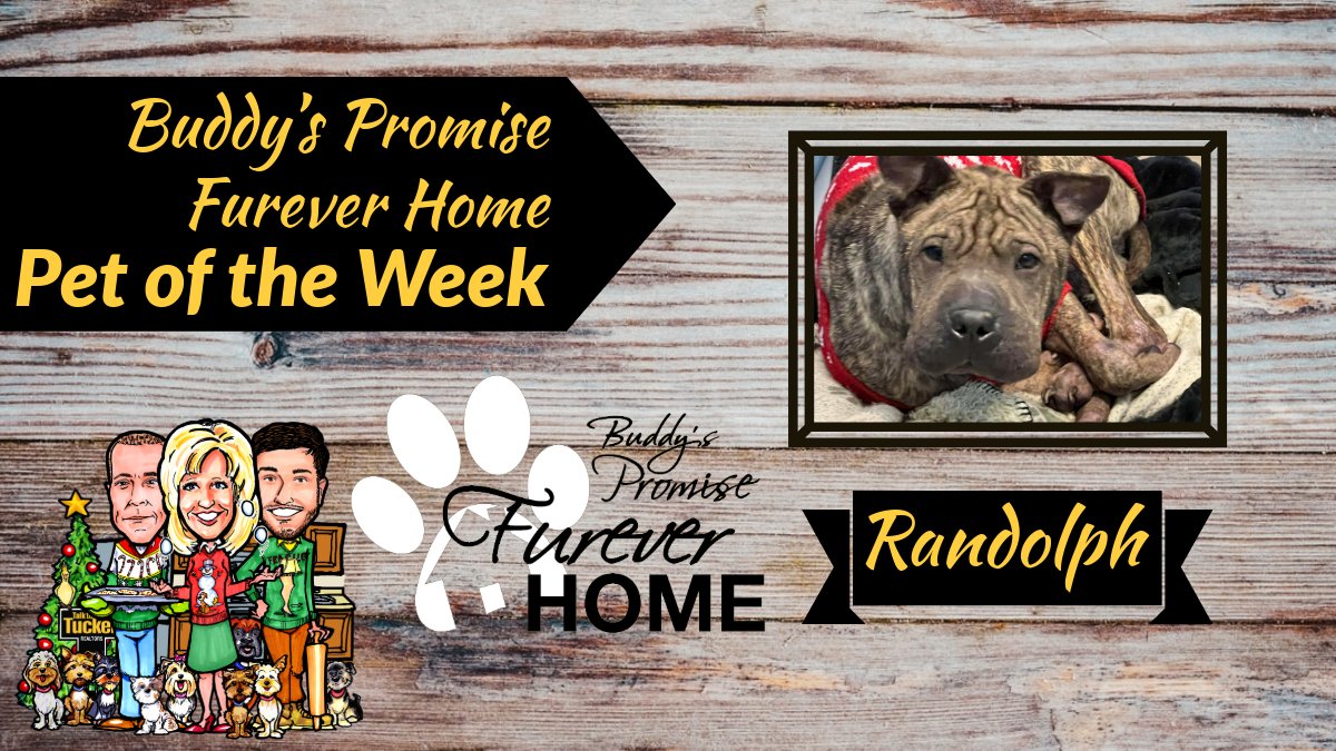 MEET RANDOLPH! 🤩

He's a handsome brindle shar pei mix that has already won the hearts of many but just hasn’t found his person yet. Only $20 to adopt at EACC!

Contact Missy and Matthew with Missy Mosby &amp; Crew, <a href="/fctuckeremge/">F.C. Tucker Emge</a> Realtors, where we are #SellingHousesSavingDogs! 🐾💛