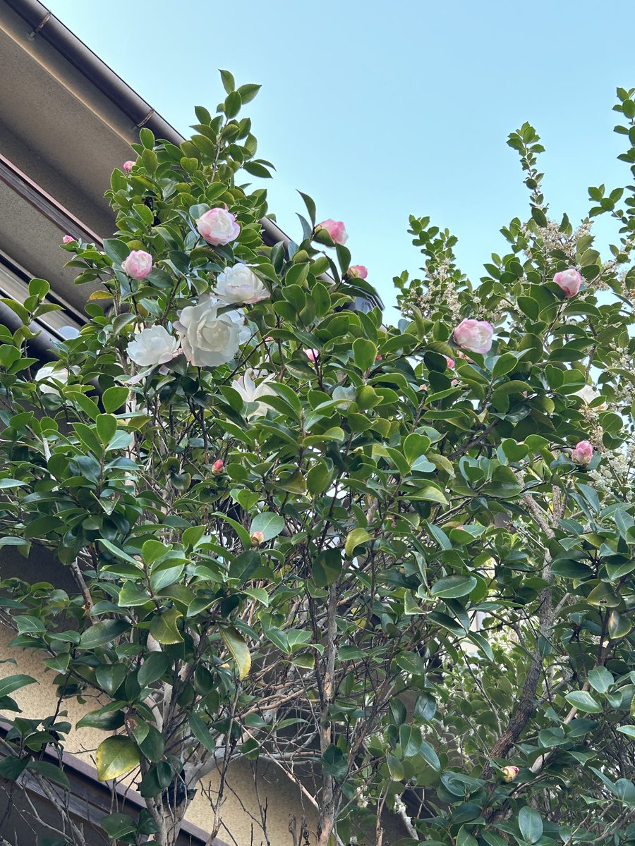 松&椿様 13点 【リクエスト】 TVアニメ『神椿市建設中。』ティザービジュアル第2弾が公開！ 花譜たち