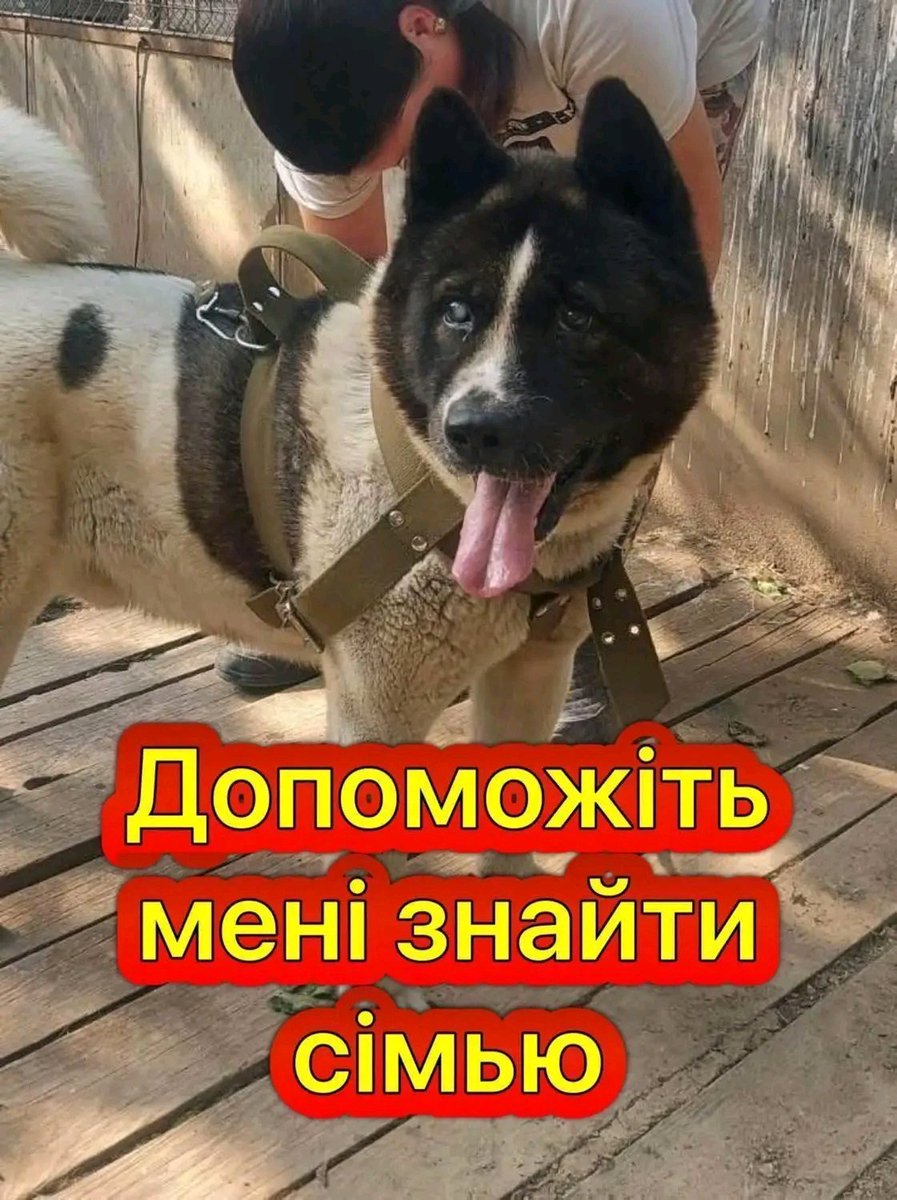 Майже сліпий,але відчуває душею💔Такий сумний ,колись домашній пес,потрапив у притулок.Вік 10 років.
Будь-ласка,не пошкодуйте репостів та поширень для нього.Це його останній шанс ,знайти дім і повірити ,що його чекають вдома.
Федір💔

+380 (96) 007 04 50
Київ