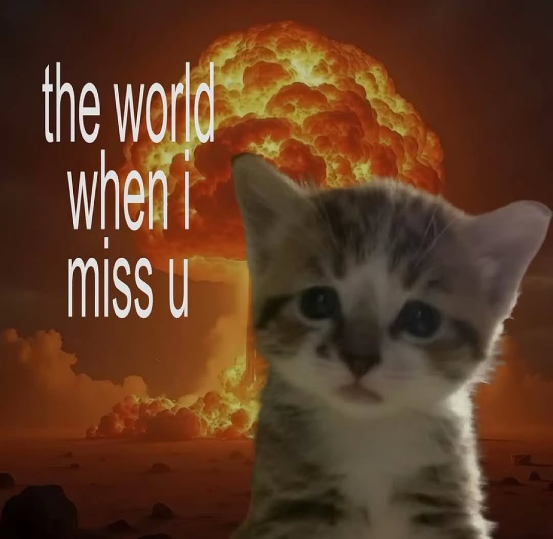 daily cats ♡ tweet media
