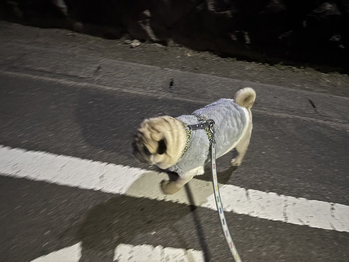 おはよう御座います🥱 夜んぽのような朝んぽです。 再来週はもう大晦日