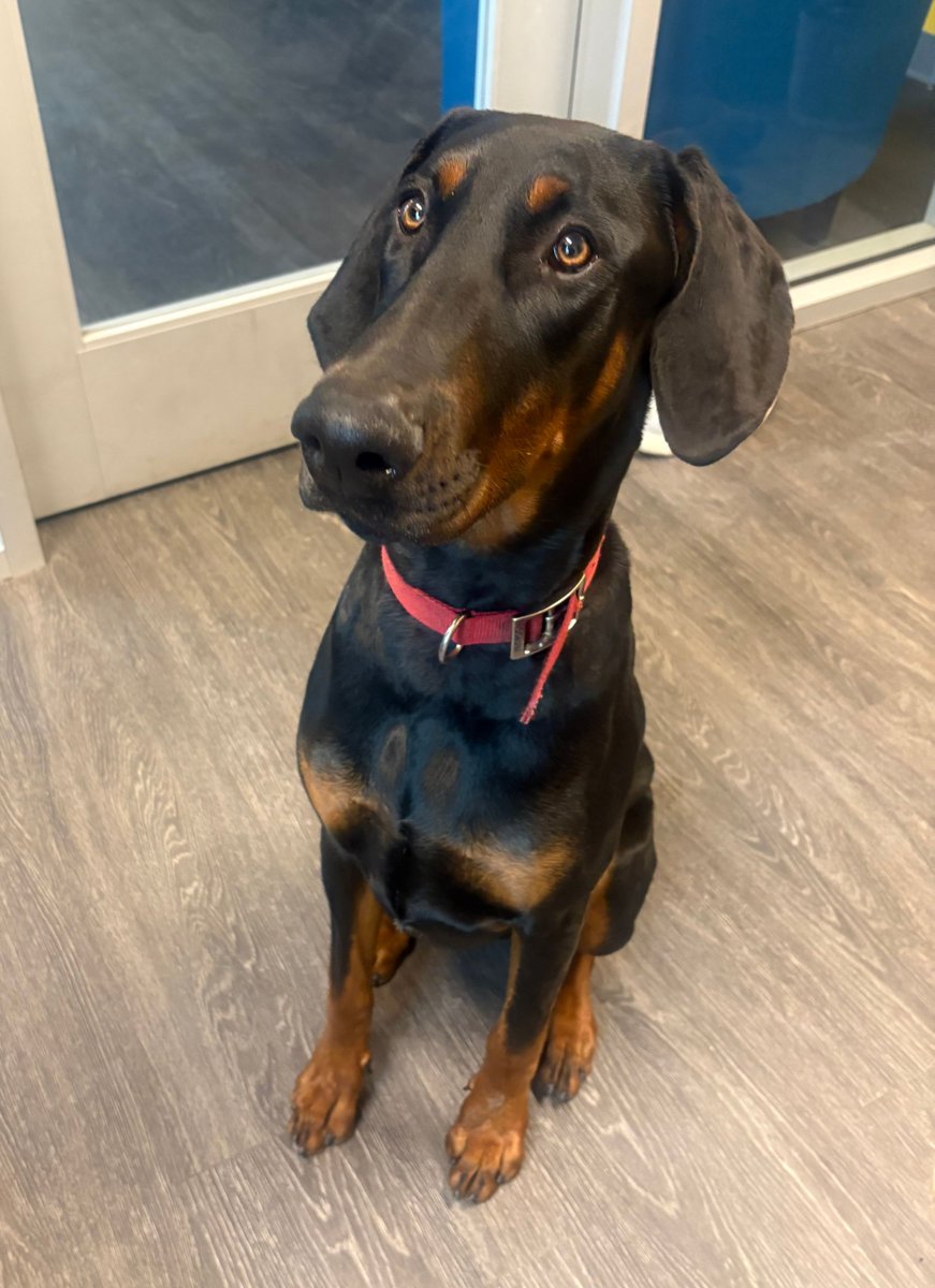 DOG FOUND: This young man went on an adventure in the Edgewater neighborhood and found his way to the shelter. 🐶

If you are his owner, or know who is, please contact our Humane Services division at 281-316-3709. 🐾

#WebsterTX #WebsterRescues