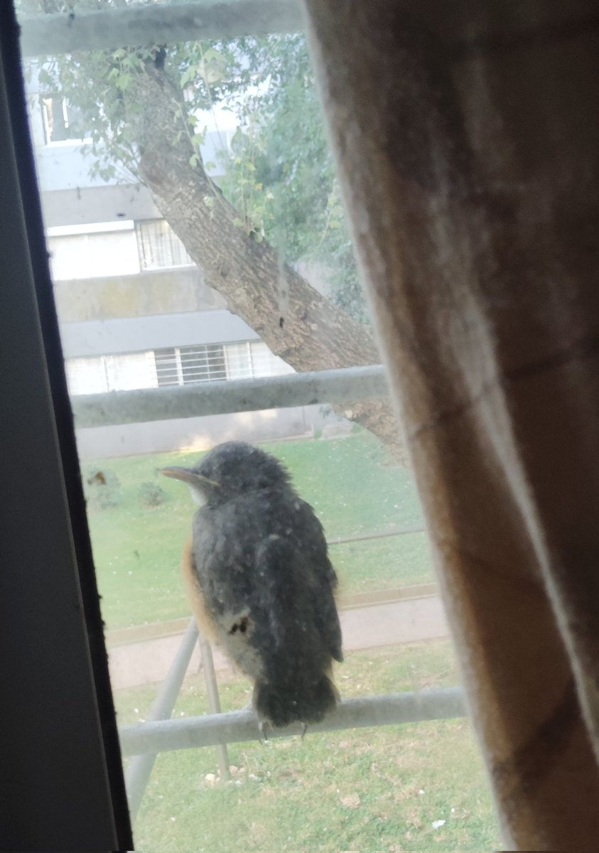 Me vino a visitar hace aproximadamente 20 minutos está piando ahí muy tranquilo