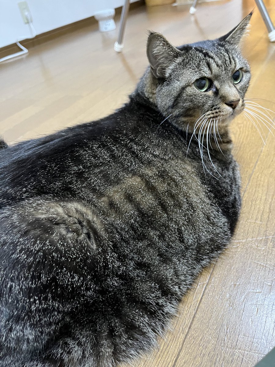 ねこじま まめたろう (@nekojima_22) / Posts / X