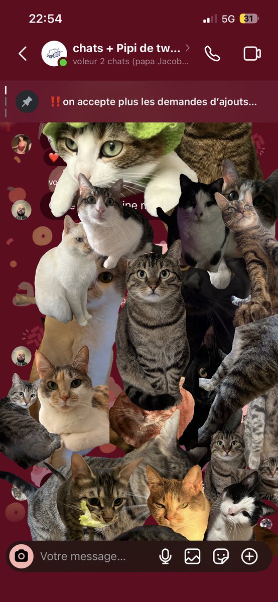 Paimonthecat's tweet photo. invasion de chats 🤭🤭 https://t.co/63CUeOA4La