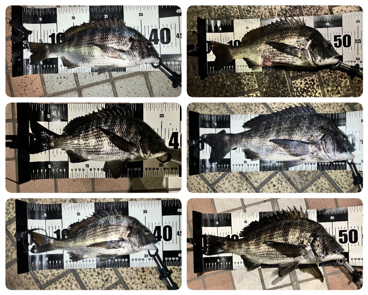 夜ヘチ部活動夜練
昨夜は６枚
歳無し１枚含む
なかなかに楽しかったです😃