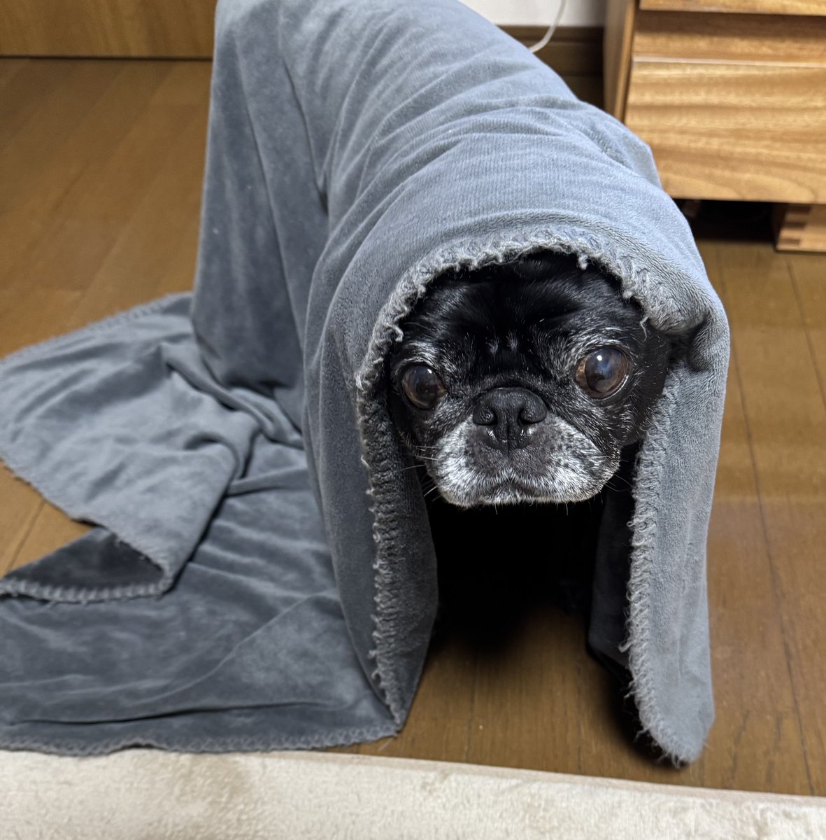 珍獣現る #PUG #pug #パグ #黒パグ